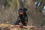 ROTTWEILER 483